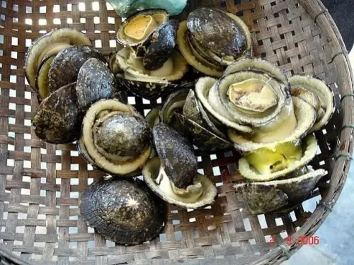 ỐC VÚ NÀNG
