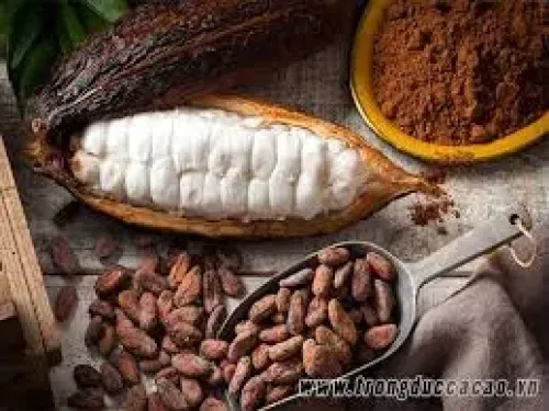 HẠT CA CAO